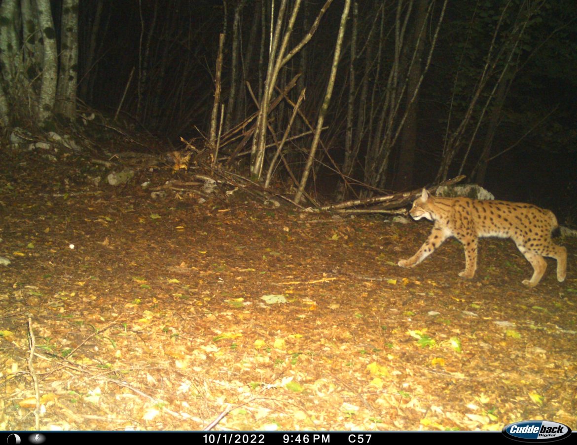 Vesele novosti iz risjeg svijeta